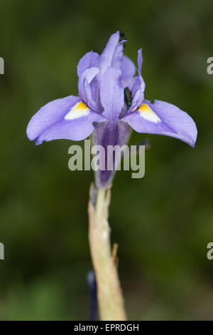 Barberia dado (Gynandriris sisyrinchium) Foto Stock