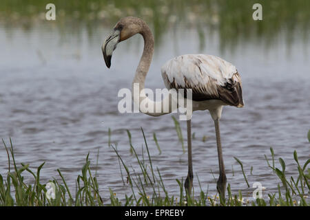 Immaturo fenicottero maggiore (Phoenicopterus ruber) Foto Stock