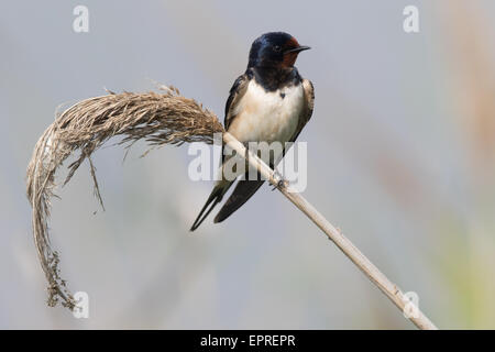 Barn Swallow (Hirundo rustica) appollaiato su un phragmites reed Foto Stock