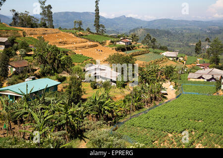 Vista del paesaggio di intensivamente coltivati i lati della valle, vicino a Nuwara Eliya, provincia centrale, Sri Lanka, Asia Foto Stock