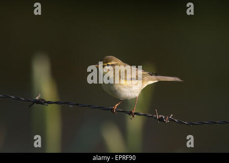 Willow trillo (Phylloscopus trochilus) su un filo spinato Foto Stock