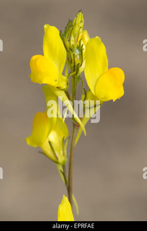 Comune (Toadflax Linaria vulgaris) fiore Foto Stock