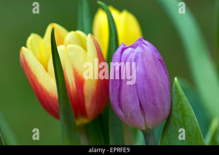 Vivacemente colorato i tulipani Foto Stock