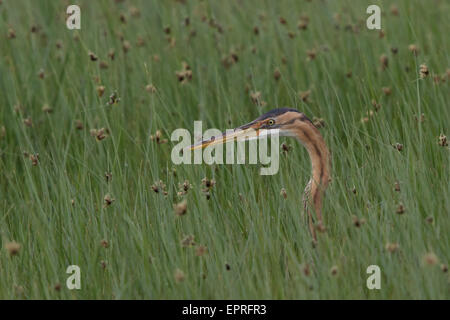 Testa di un airone rosso (Ardea purpurea) inserimenti sopra erba lunga in una palude Foto Stock