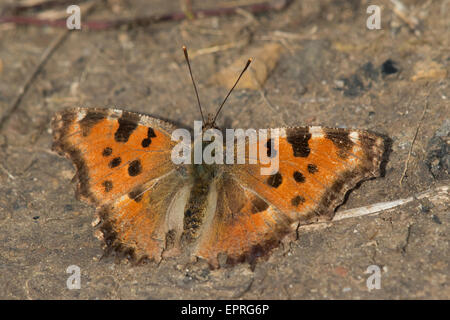 Grande tartaruga (Nymphalis polychloros) Foto Stock