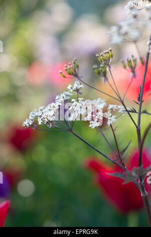 Anthriscus sylvestris 'Ravenswing' . Mucca nera Prezzemolo in un colorato giardino di primavera confine. Messa a fuoco selettiva Foto Stock