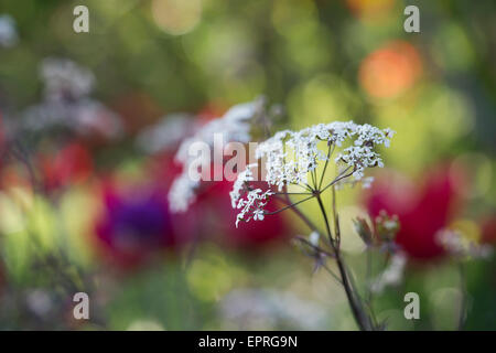 Anthriscus sylvestris 'Ravenswing' . Mucca nera Prezzemolo in un colorato giardino di primavera confine. Messa a fuoco selettiva Foto Stock