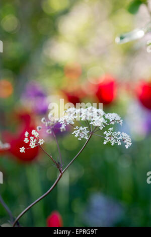 Anthriscus sylvestris 'Ravenswing' . Mucca nera Prezzemolo in un colorato giardino di primavera confine. Messa a fuoco selettiva Foto Stock
