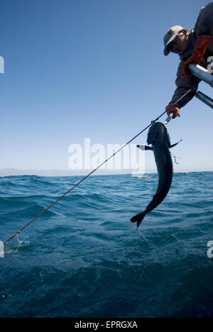 Una pesca sostenibile per il pesce Sable, offshore, Big Sur, CA Foto Stock