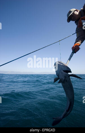 Una pesca sostenibile per il pesce Sable, offshore, Big Sur, CA Foto Stock