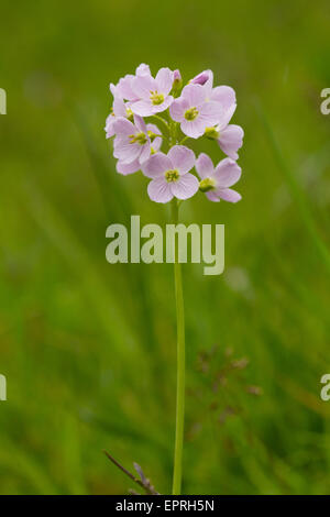 Il cuculo-fiore (cardamine pratensis) Foto Stock