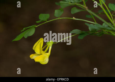 Scorpion Senna (Hippocrepis emerus) fiore Foto Stock