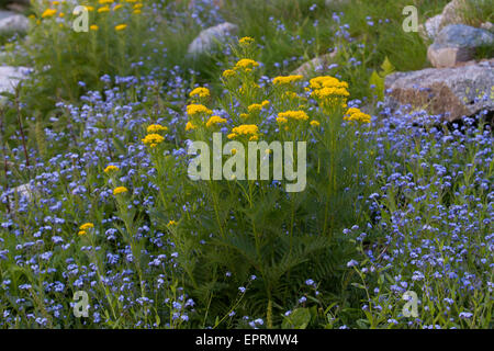 Hugueninia tanacetifolia e dimenticare alpino-me-non (Myosotis alpestris) nel sistema alpino di campo di boulder Foto Stock