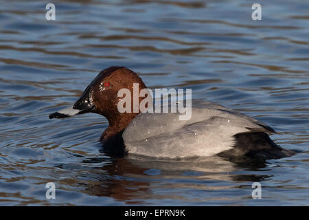 Maschio Pochard comune (Aythya ferina) Foto Stock