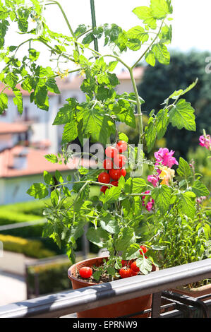 Vaso con pianta di pomodoro nella terrazza della casa Foto Stock