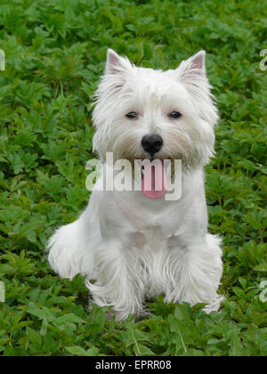 Giovani West Highland White Terrier sull'erba Foto Stock