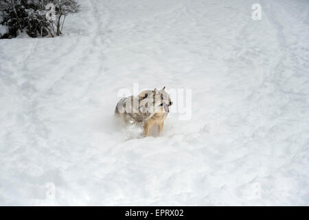 Lupo grigio Foto Stock