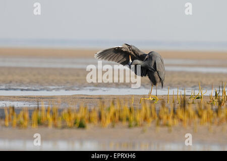 Western Reef Heron o Western Reef Garzetta (Egretta gularis) in dark morph Jamnagar Gujarat India. Foto Stock