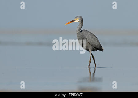 Western Reef Heron o Western Reef Garzetta (Egretta gularis) in dark morph Jamnagar Gujarat India. Foto Stock