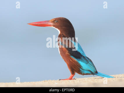 Bianco-breasted Kingfisher sulla spiaggia di Goa in India Foto Stock