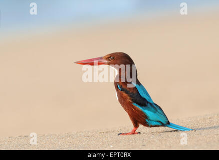 Bianco-breasted Kingfisher sulla spiaggia di Goa in India Foto Stock