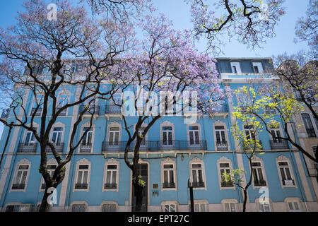 Alberi di jacaranda in fiore a Lisbona, in maggio. Foto Stock