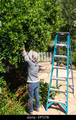 Donna Prunning Lemon Tree Foto Stock