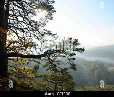 Foresta di Pini sulla montagna con Sun, Hochstein, Dahn, Dahner Felsenland, Pfalzerwald, Renania-Palatinato, Germania Foto Stock