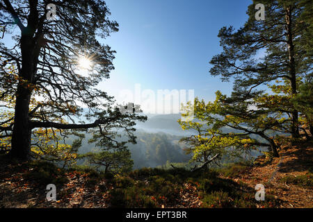 Foresta di Pini sulla montagna con Sun, Hochstein, Dahn, Dahner Felsenland, Pfalzerwald, Renania-Palatinato, Germania Foto Stock