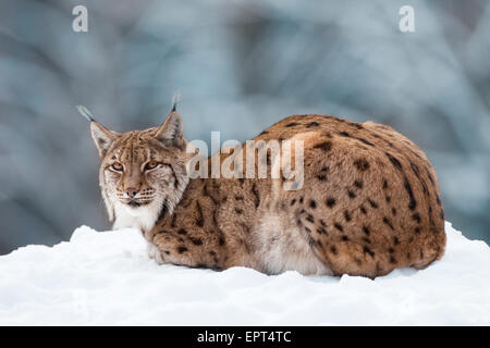 Ritratto di lince europea (Lynx lynx) in inverno, Parco Nazionale della Foresta Bavarese, Baviera, Germania Foto Stock