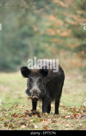 Ritratto di il cinghiale (Sus scrofa), Germania Foto Stock