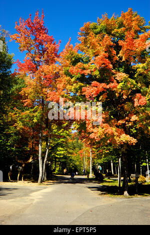 Colorato fogliame di autunno Canyon Sainte Anne Park vicino a Quebec City Foto Stock