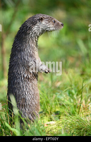 Close-up di Lontra europea (Lutra lutra) sul prato in autunno, il Parco Nazionale della Foresta Bavarese, Baviera, Germania Foto Stock