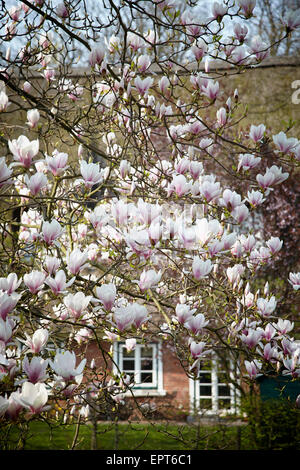 Fiori di Magnolia davanti la casa, Amburgo, Germania Foto Stock