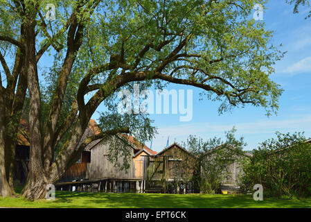 Alberi e Boathouses in legno sul lago, Diessen am Ammersee, Lago Ammersee, Fuenfseenland, Alta Baviera, Baviera, Germania Foto Stock