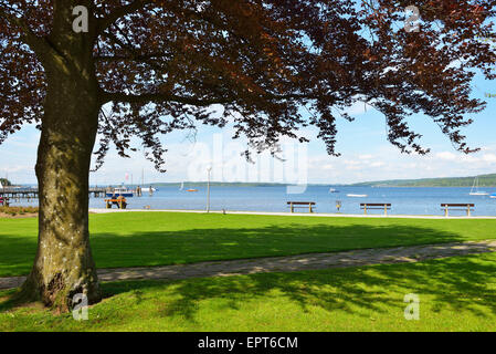 Lakeside con panchine e albero, Diessen am Ammersee, Lago Ammersee, Fuenfseenland, Alta Baviera, Baviera, Germania Foto Stock