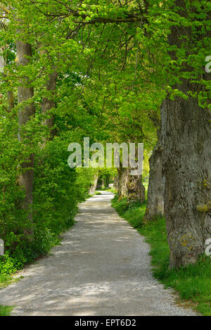 Sentiero Lungolago con alberi, Stegona am Ammersee, Lago Ammersee, Fuenfseenland, Alta Baviera, Baviera, Germania Foto Stock