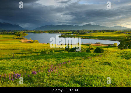 La campagna al tramonto in primavera, Lago Riegsee, Alta Baviera, Baviera, Germania Foto Stock