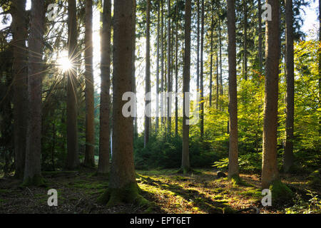 La foresta di conifere con Sun in autunno, Eppenbrunn, Pfaelzerwald, Renania-Palatinato, Germania Foto Stock