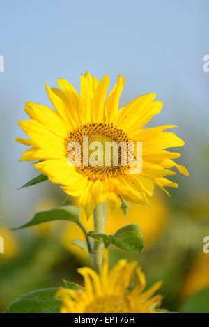 Close-up di girasole (Helianthus annuus) Blossom nel campo in autunno, Baviera, Germania Foto Stock