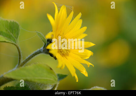 Close-up di girasole (Helianthus annuus) Blossom nel campo in autunno, Baviera, Germania Foto Stock