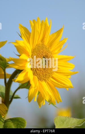 Close-up di girasole (Helianthus annuus) Blossom nel campo in autunno, Baviera, Germania Foto Stock