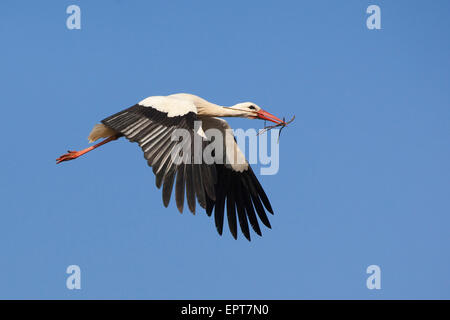 Cicogna bianca (Ciconia ciconia) in volo, Germania Foto Stock