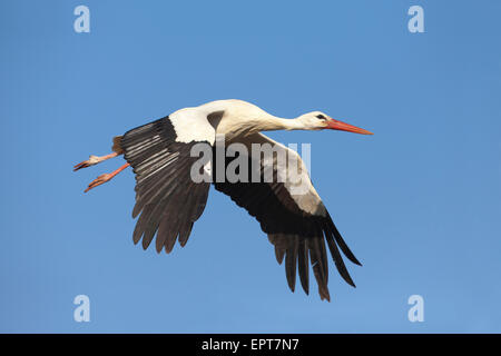 Cicogna bianca (Ciconia ciconia) in volo, Germania Foto Stock