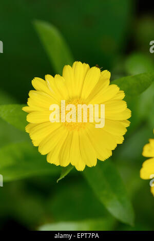 Close-up di calendula (Calendula officinalis) sbocciano i fiori in un giardino in estate, Baviera, Germania Foto Stock