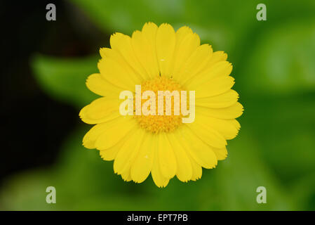 Close-up di calendula (Calendula officinalis) sbocciano i fiori in un giardino in estate, Baviera, Germania Foto Stock