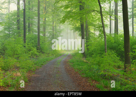 Percorso attraverso il bosco di faggio, Spessart, Baviera, Germania, Europa Foto Stock