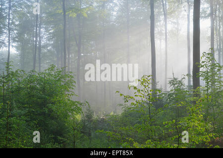 Raggi di sole nel bosco di faggio, Fagus sylvatica, Spessart, Baviera, Germania, Europa Foto Stock