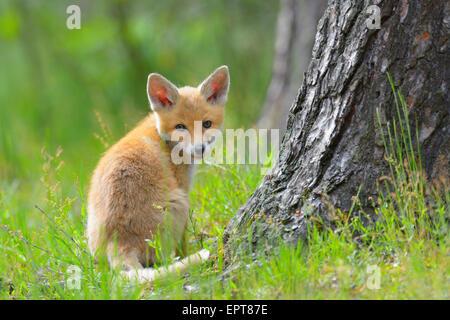 Giovani Red Fox, Vulpes vulpes, Hesse, Germania, Europa Foto Stock