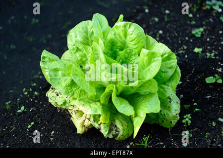 Close-up di lattughe (Lactuca sativa) in un giardino in estate, Baviera, Germania Foto Stock